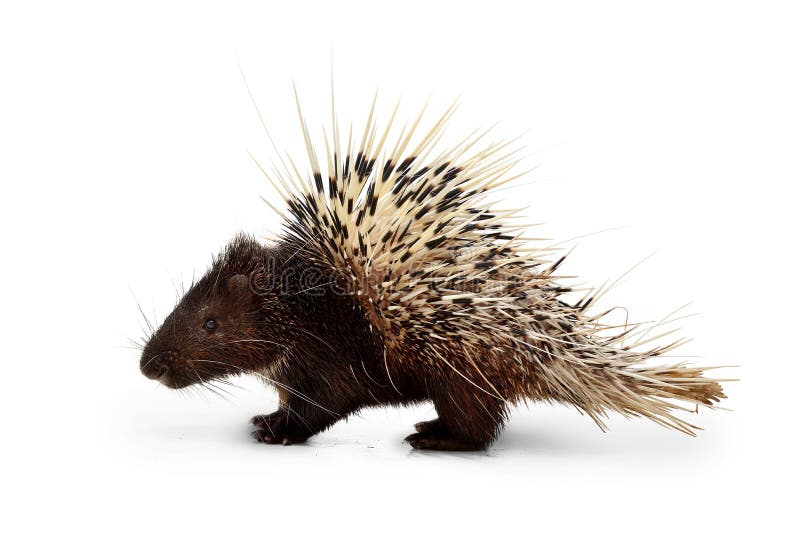 Porcupine stock photo. Image of looking, animal, mamal 35106202