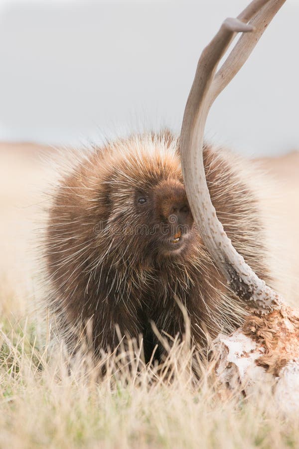 Porcupine eating old antlers stock photo Porcupine eating old antlers stock photo
