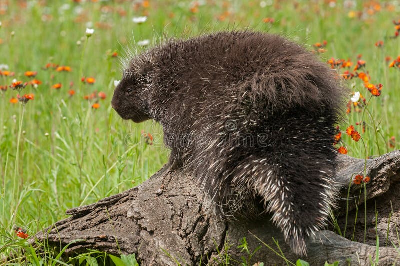 Porcupine (Erethizon dorsatum) with Back to Viewer - captive animal. Log animal stock images, royalty-free photos and pictures