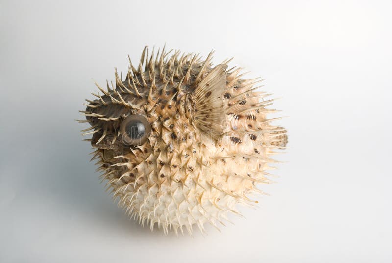 Porcupine fish stock image. Image of mouth, poisonous 11208379