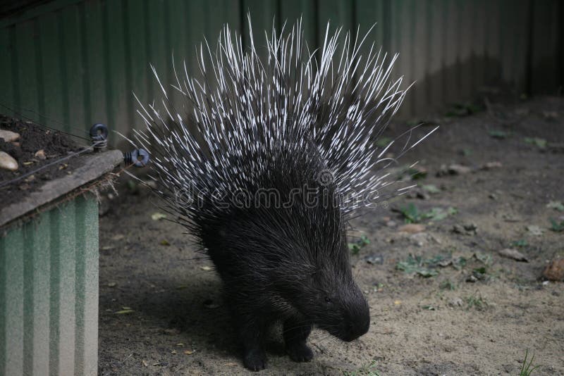 Porcupine stock image. Image of long, needles, rodent - 82497147
