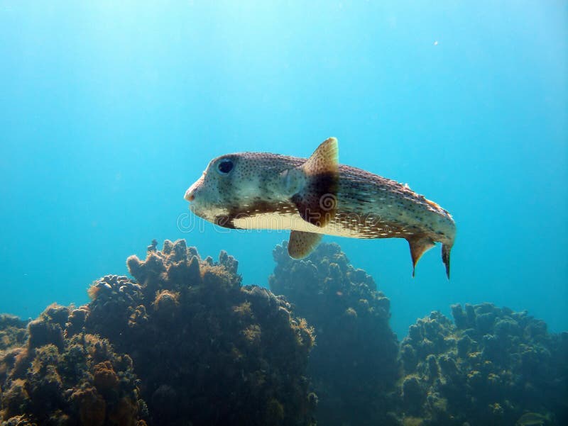 Porcupine Puffer Fish Picture. Image 10796148
