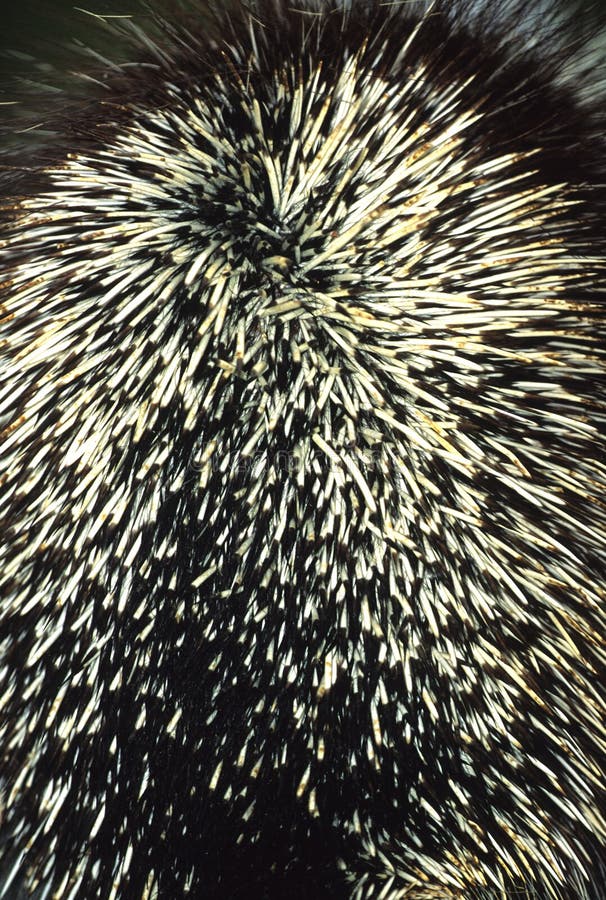 Porcupine Quills stock image. Image of outdoors, nature 9557643