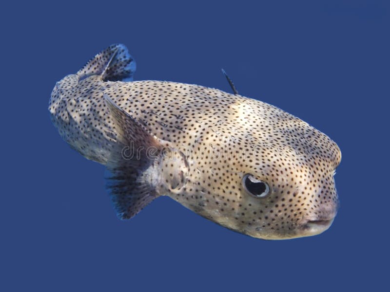 Porcupinefish