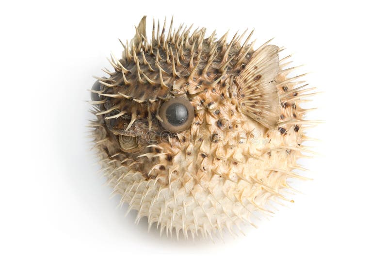 Porcupinefisk arkivbilder Porcupinefisk arkivbilder
