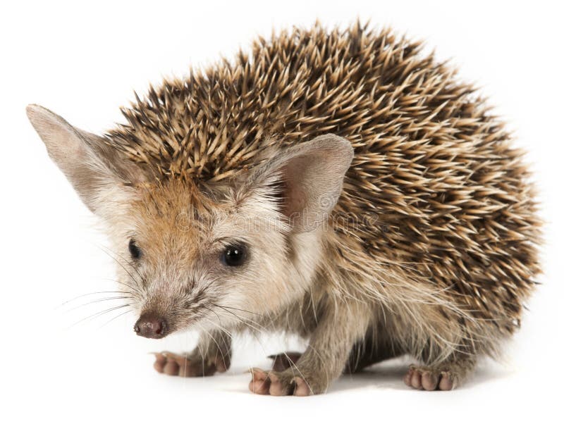Porcupină pe fond alb stock photo