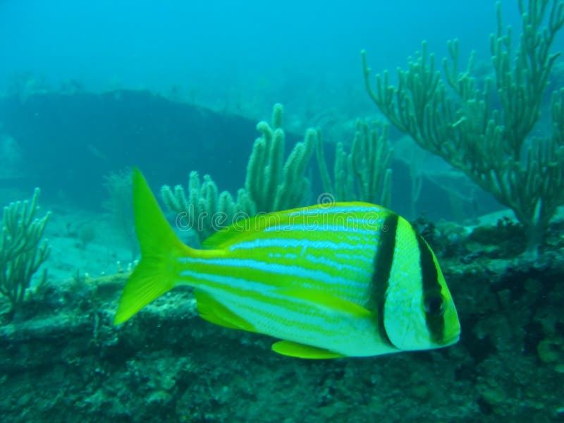 Pork fish stock image. Image of fish, life, marine, yellow 2317313