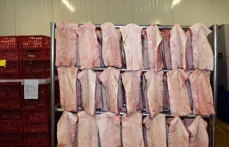 Pork meat industry stock image. Image of hygiene, storage 80496933
