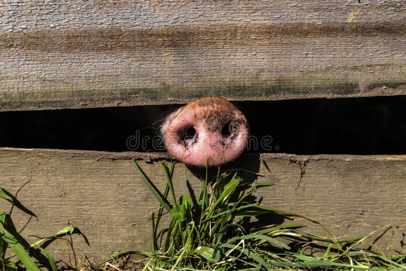 Pork nose stock photo. Image of pink, industry, bacon 38015644