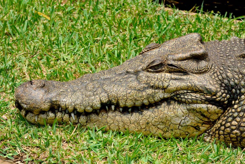 Porosus van Crocodylus van de zoutwaterkrokodil stock afbeeldingen Porosus van Crocodylus van de zoutwaterkrokodil stock afbeeldingen