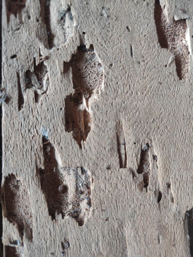 Porous Wood Background Wallpaper Stock Image Image of background