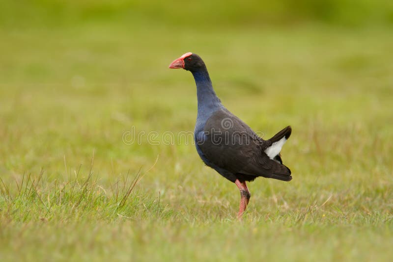 Porphyrio porphyrio melanotus - Pukeko New Zealand, Australia