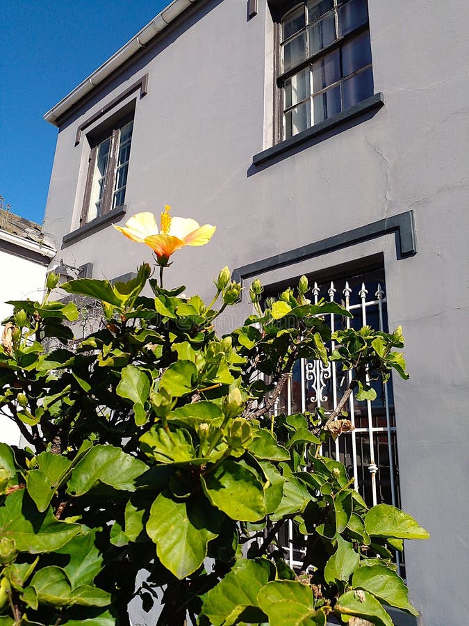 Port Elizabeth Sydafrika 12 juni 2025 : Hibiscus i Cora Terrace royaltyfri fotografi