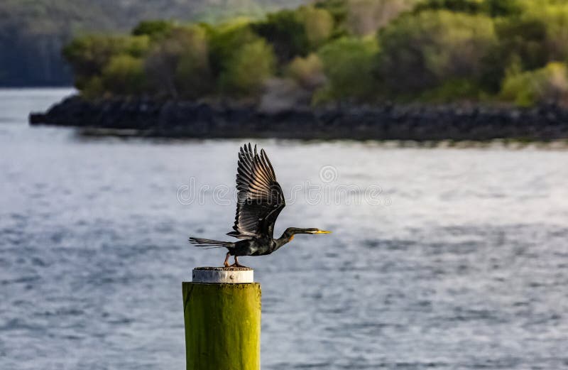 Port Macquarie Marina Wildlife