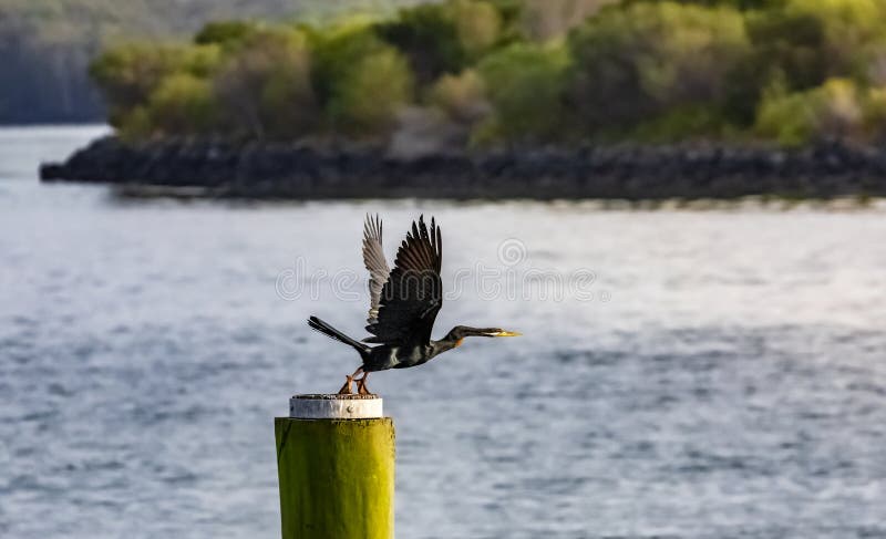 Port Macquarie Marina Wildlife