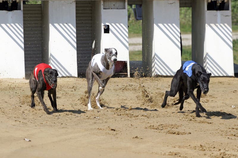 Porta começar na trilha de competência do cão com cães running fotos de stock