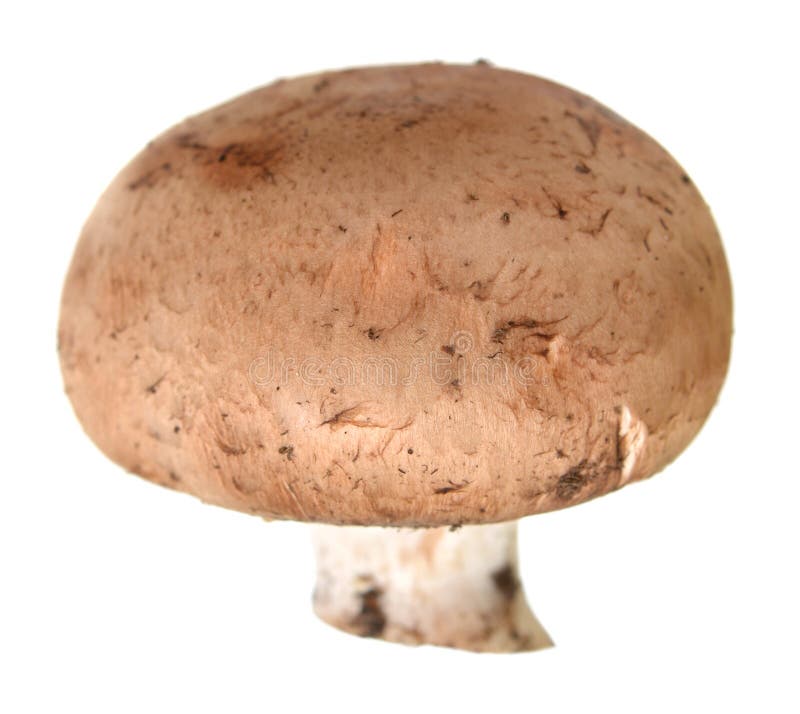 Portabella mushroom stock photo. Image of crop, fresh 55538906