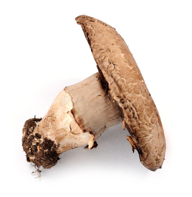 Portabella mushroom stock image. Image of cutting, organic 40269475