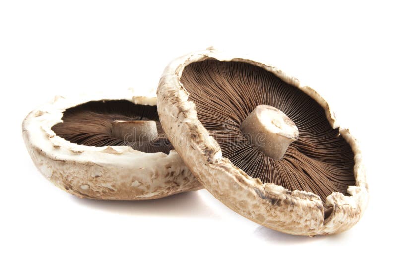 239 Mushrooms Portabella Isolated Stock Photos Free & RoyaltyFree