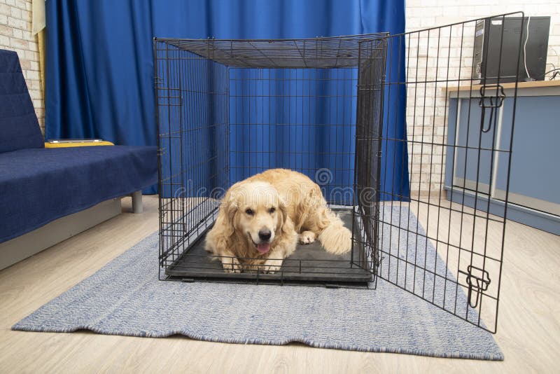 Portable Cage for Medium and Largesized Dogs Stock Photo Image of