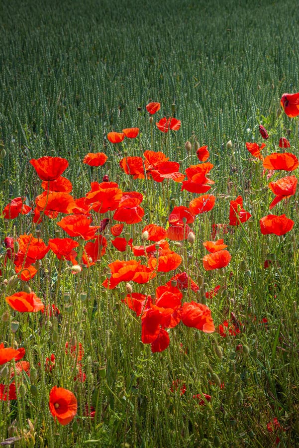 Portada Con Hermosos Paisajes Verdes De Granja Con Adornos Rojos Detalles  De Cierre De Verano Foto de archivo - Imagen de agricultura, ambiente:  187642988