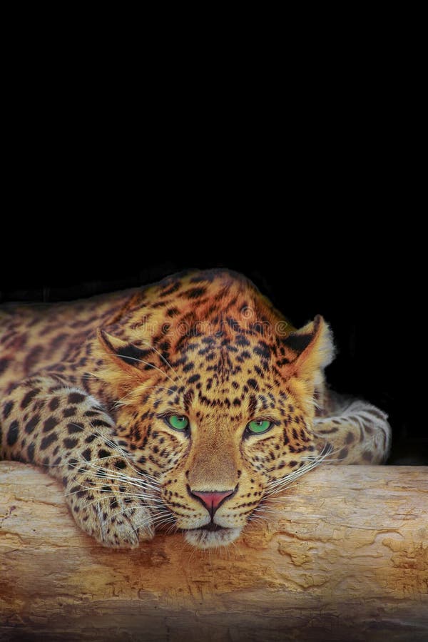 Portada Con Leopardo Africano Descansando En Un árbol En La Oscuridad Con  Fondo Sólido Negro Con Espacio De Copia Para Texto. Conc Imagen de archivo  - Imagen de inteligente, endangered: 215219959