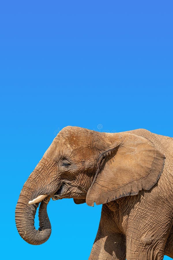 Portada Con Retrato De Elefante Africano Enorme Y Poderoso Con Colmillos En  Fondo De Gradiente Azul Cielo Con Espacio De Copia Par Foto de archivo -  Imagen de primer, extracto: 203378564