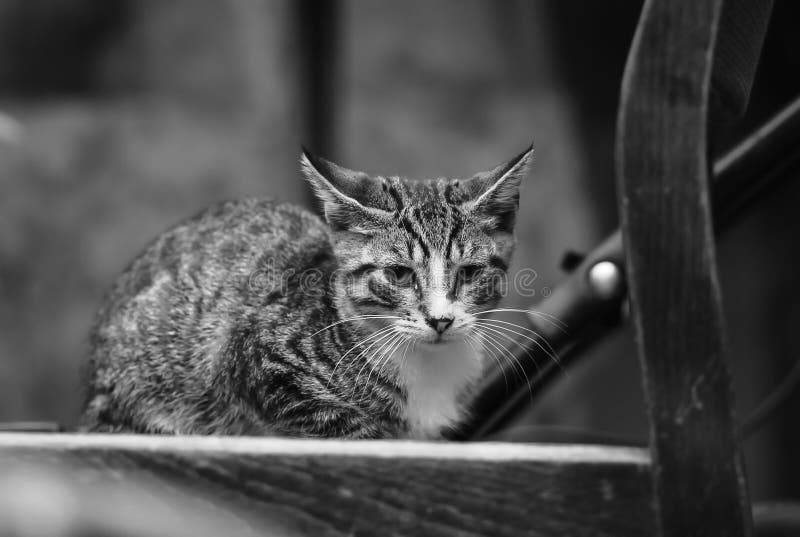 Portada En Blanco Y Negro De Gato Joven Gris Foto de archivo - Imagen de  gatito, exterior: 207025650