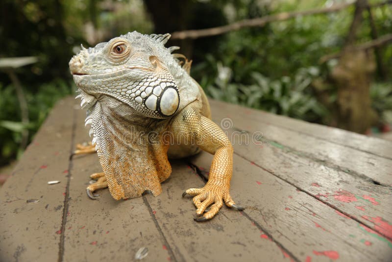 Portait de una iguana foto de archivo libre de regalías Portait de una iguana foto de archivo libre de regalías