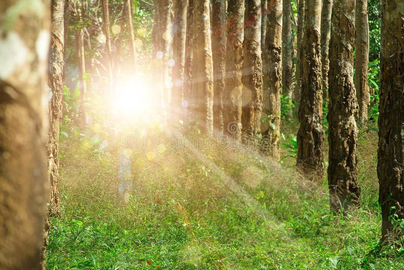 Portal in the forest to another dimension where unknown creatures such as the dogman and bigfoot can enter from another realm. Unexplained phenomena with copy space. Portal in the forest to another dimension where unknown creatures such as the dogman and bigfoot can enter from another realm. Unexplained phenomena with copy space.