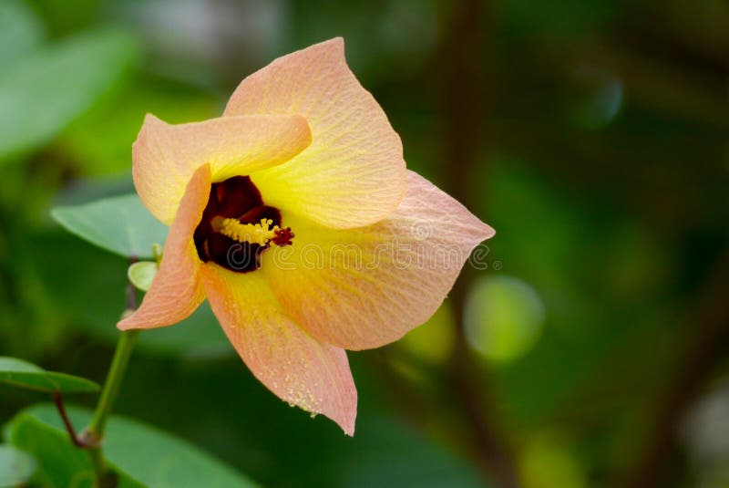 Portia flower stock photo. Image of asia, white, thai 32236754