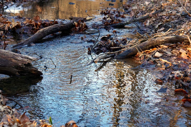 Portion of Brandywine Creek State Park Stock Photo Image of tree