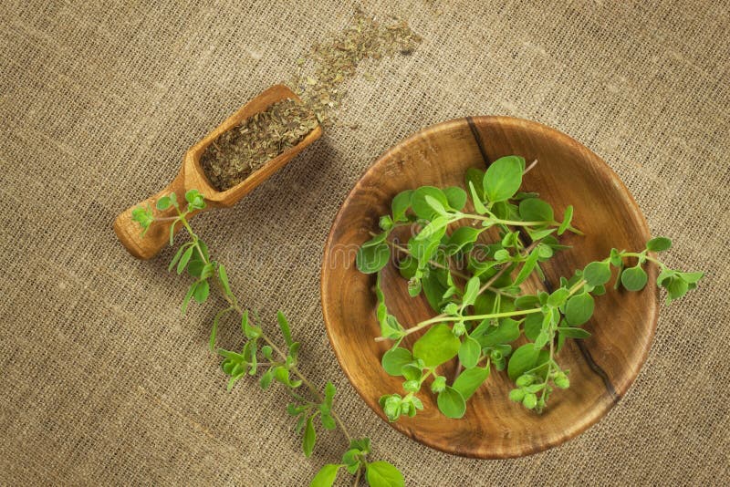 Portion of Fresh Oregano. Oregano Spices Traditional Pizza. Stock Image