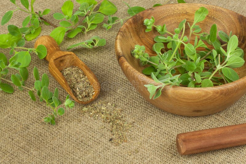 Portion of Fresh Oregano. Oregano Spices Traditional Pizza. Stock Image
