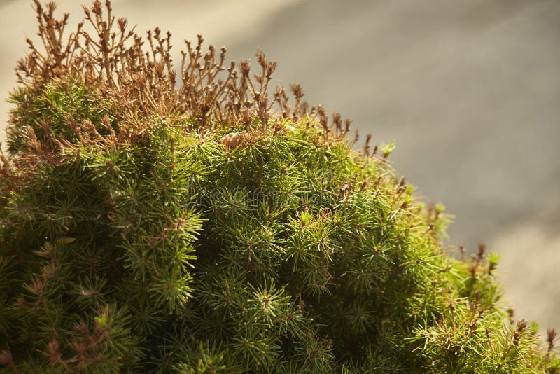 Pine needles stock photo. Image of needles, brachiblasti 91350828