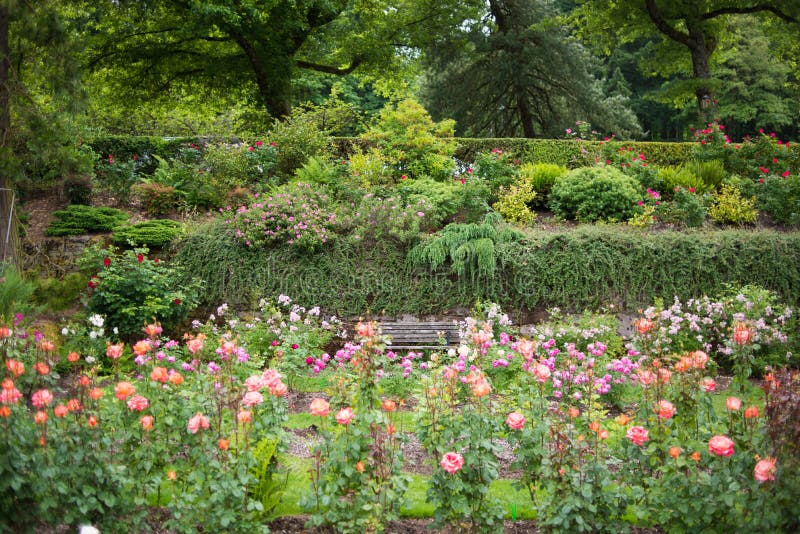 Portland Oregon Rose Garden Stockbild Bild Von Dschungel