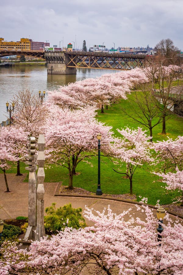 Portland Waterfront with Cherry Blossom Stock Photo Image of america