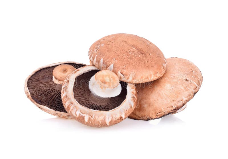 Can Dogs Have Portabella Mushrooms