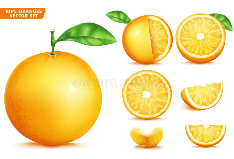 Portocaliu copt fruct realist set vector 3d. versiune întreagă și feliată stock illustration