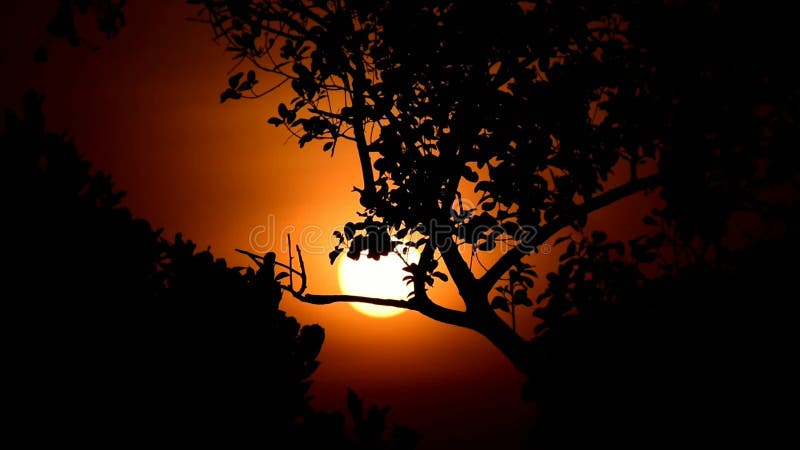 Portocaliu, răsărit dramatic în spatele copacilor într-o dimineață nouă din India stock video footage
