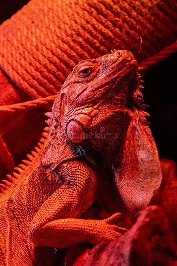 Porträt Einer Leguane Im Licht Einer Roten Lampe. Reptileidechse. Ernstes  Tier Stockfoto - Bild von lustig, lampe: 264750082