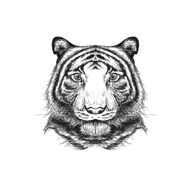 Malen mit Bleistift Skizzieren weißer Tiger Portrait Komplettset Sketching 