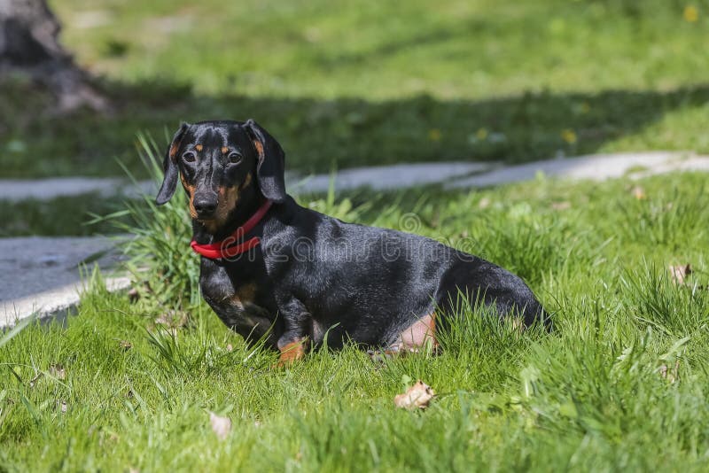 Dachshund Und Treppe Langer Hund Lokalisiert Hages Haupthaustier Vektor