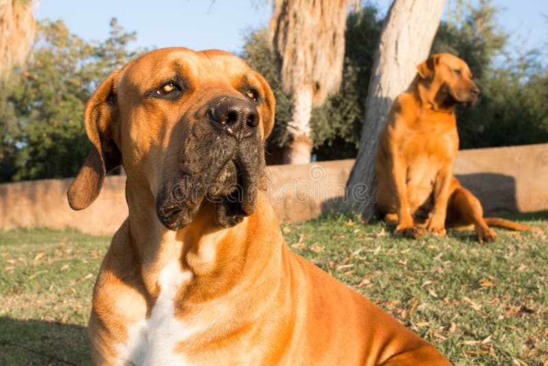 Alter Weiblicher BoerboelHund, Der Lippen Leckt Stockbild Bild von