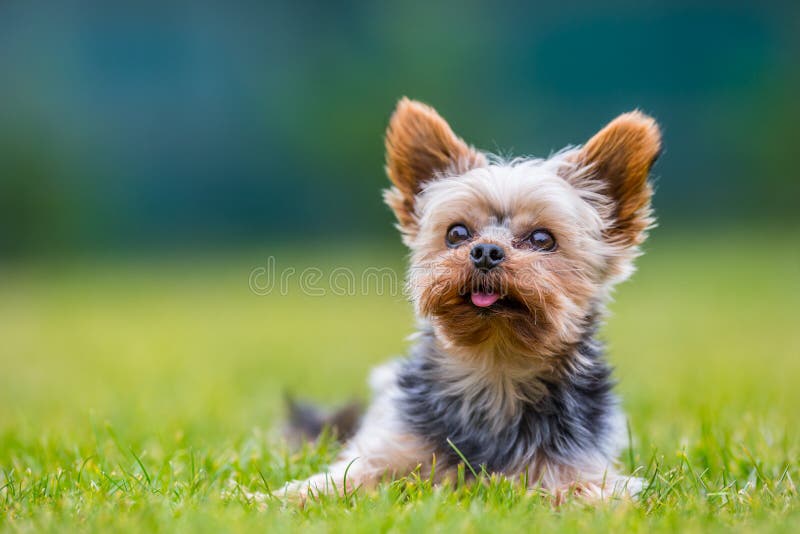 YorkshireTerrier mit Zopf stockfoto. Bild von brut, hunde 13740718