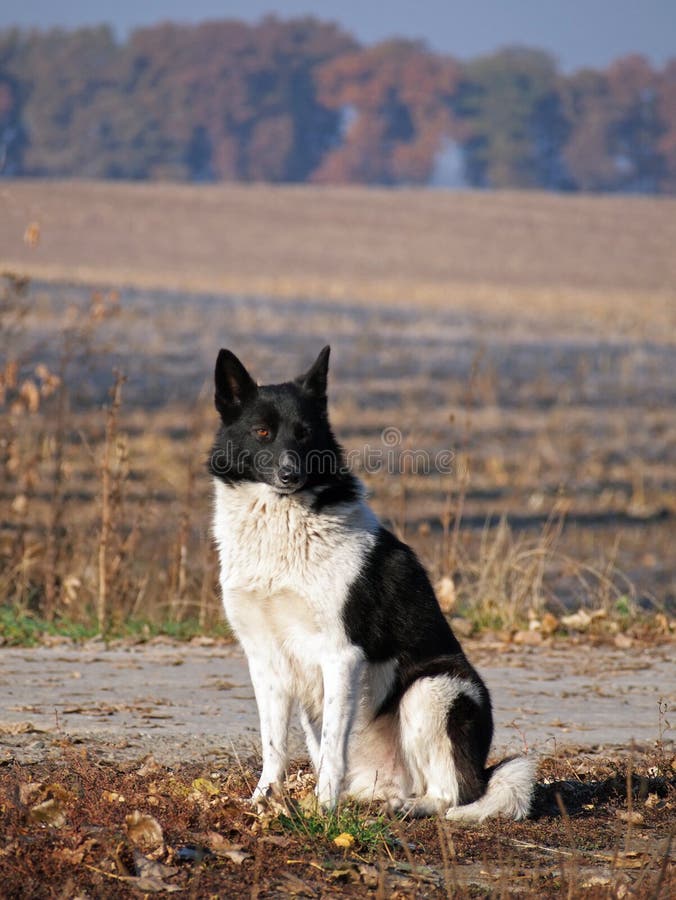 Porträt Von Russischeuropäischem Laika Stockfoto Bild von frech