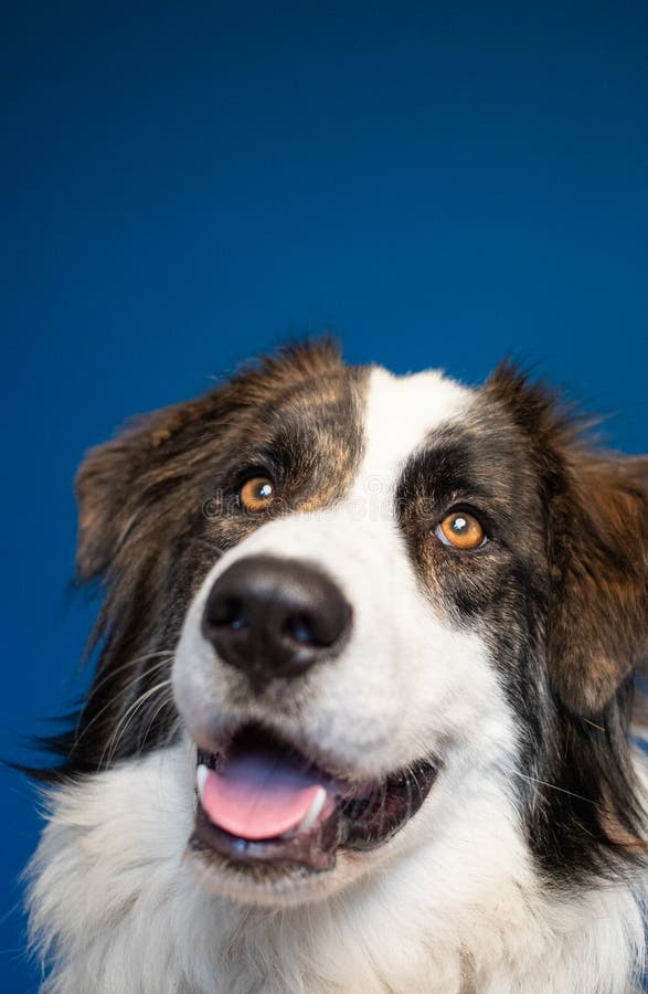 Bucovina herdehund fotografering för bildbyråer. Bild av caine 52773425