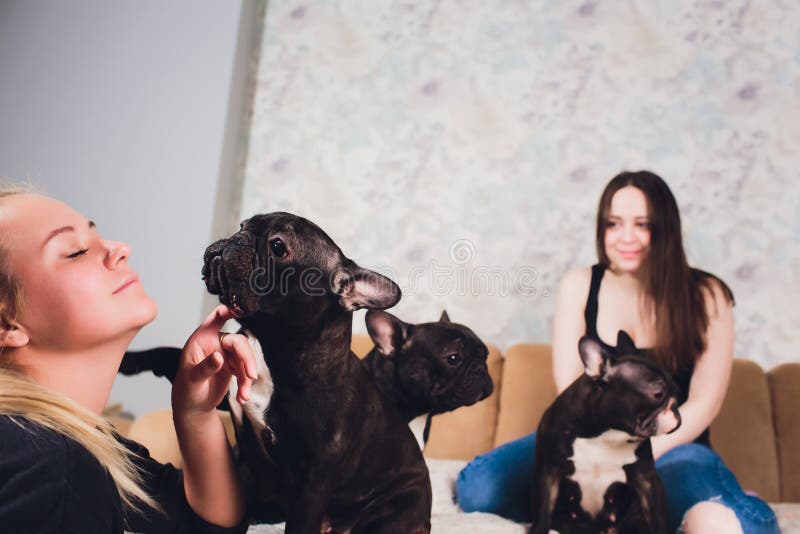 Portr?t der entz?ckenden franz?sischen Bulldogge drei, die in einer Richtung schaut lizenzfreie stockfotos Portr?t der entz?ckenden franz?sischen Bulldogge drei, die in einer Richtung schaut lizenzfreie stockfotos