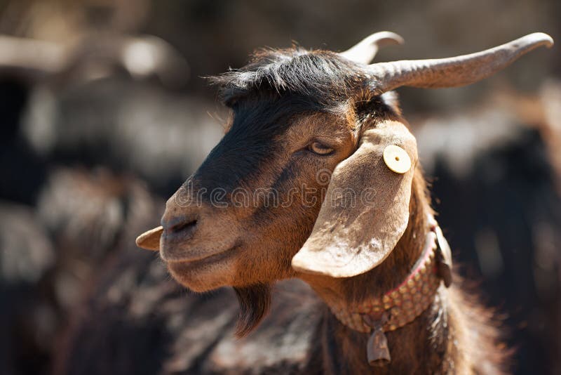 Portr?t einer Ziege auf einem Bauernhof lizenzfreie stockfotos Portr?t einer Ziege auf einem Bauernhof lizenzfreie stockfotos