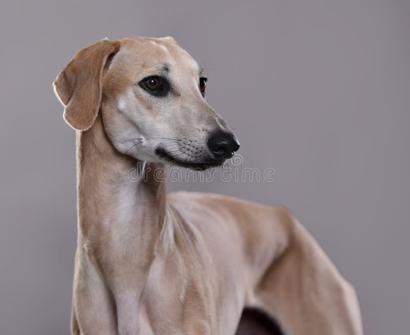 Portrain árabe del sloughi del perro del galgo imágenes de archivo libres de regalías Portrain árabe del sloughi del perro del galgo imágenes de archivo libres de regalías
